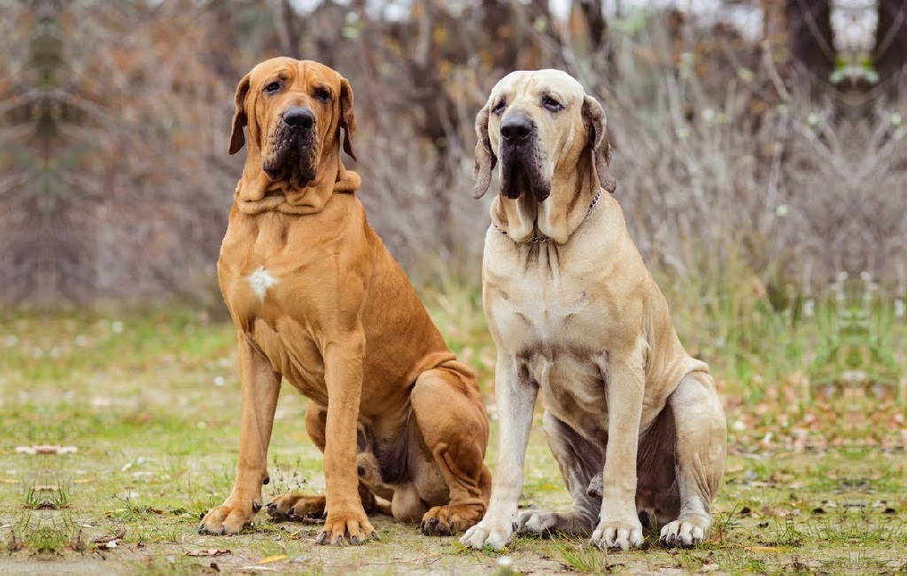 tough looking dogs