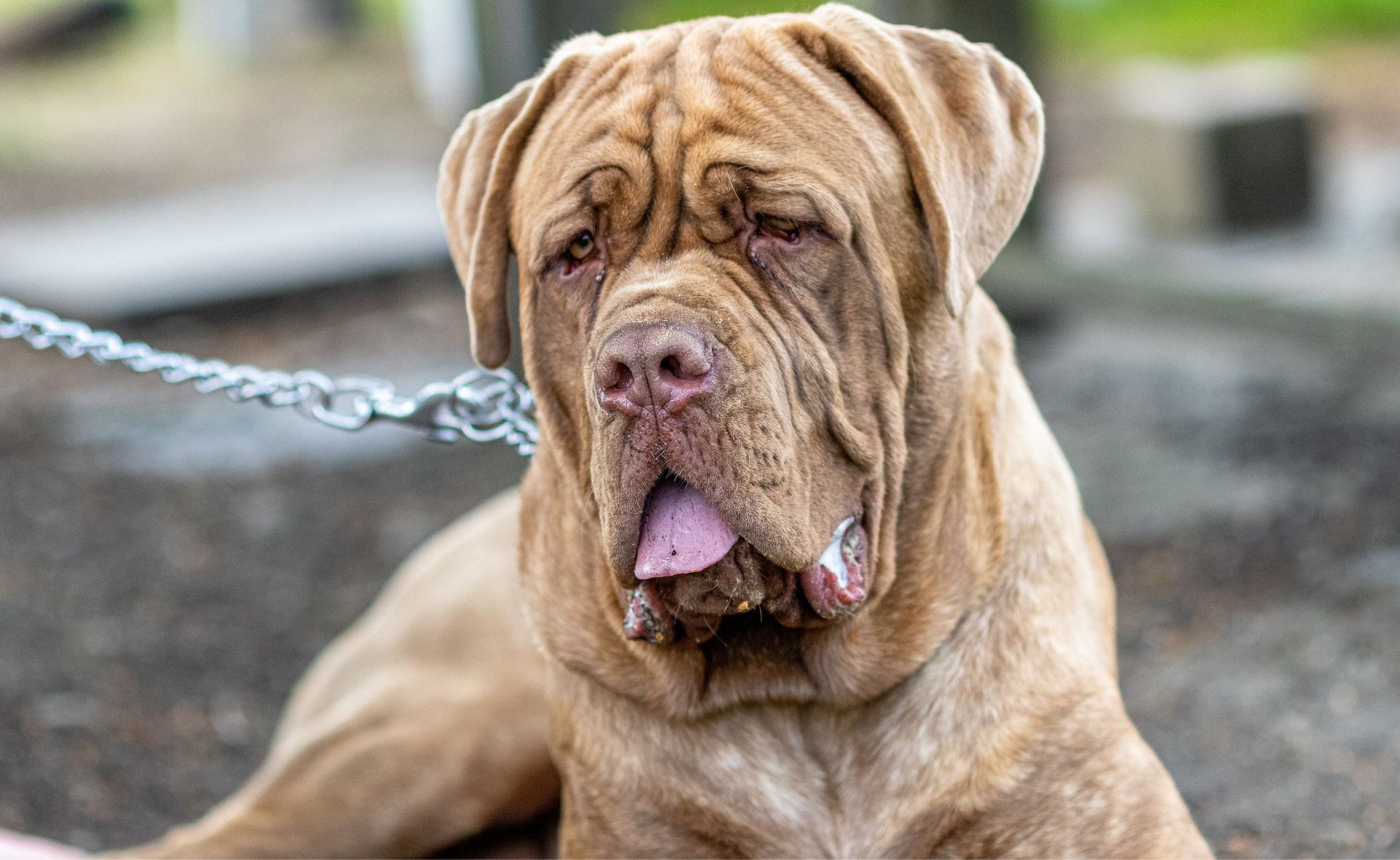 toughest dog breeds 1 1