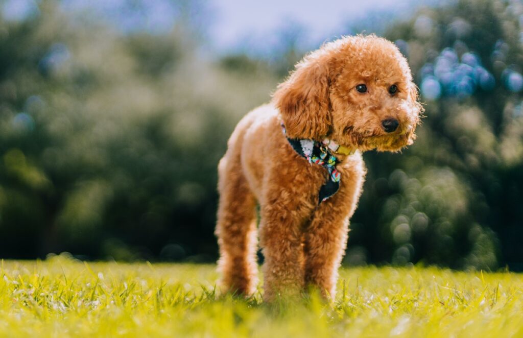 toy poodle types