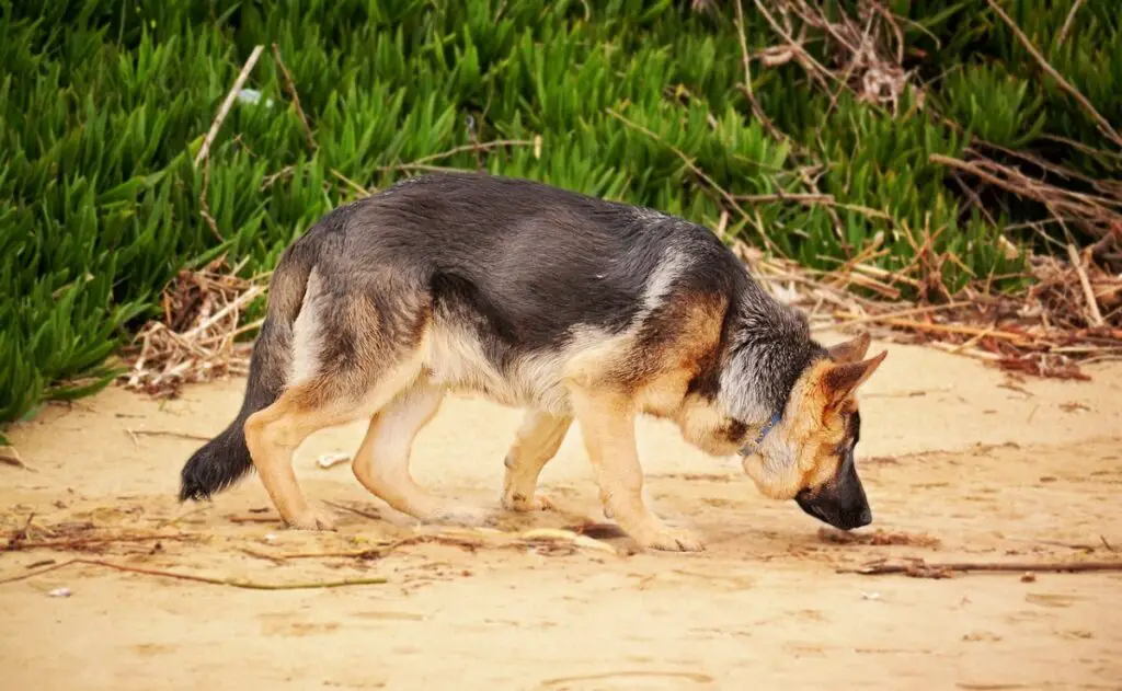 tracking dogs
