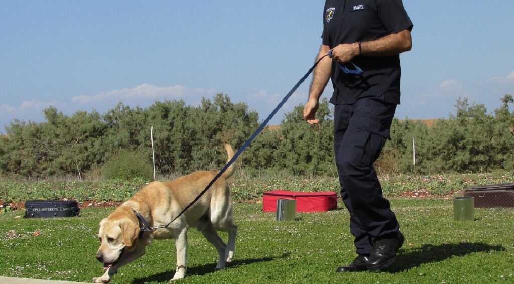 training a dog to stay in the yard