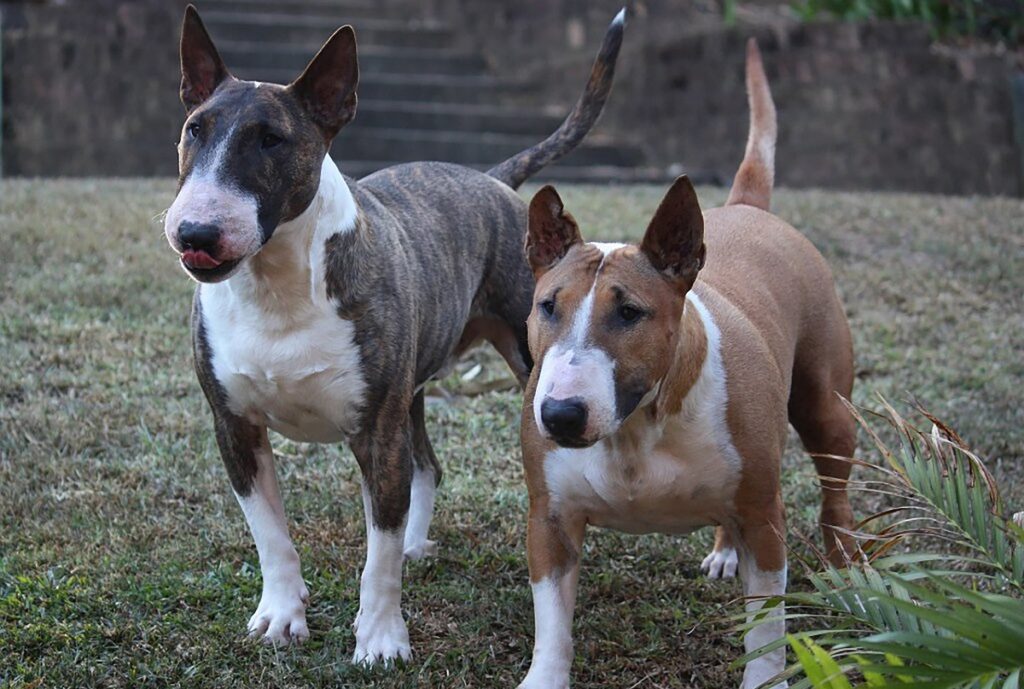 tri colored dogs
