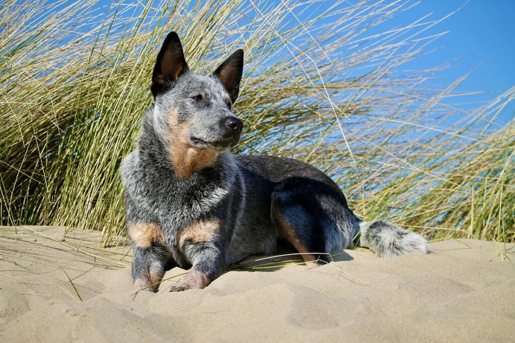 tricolor dog
