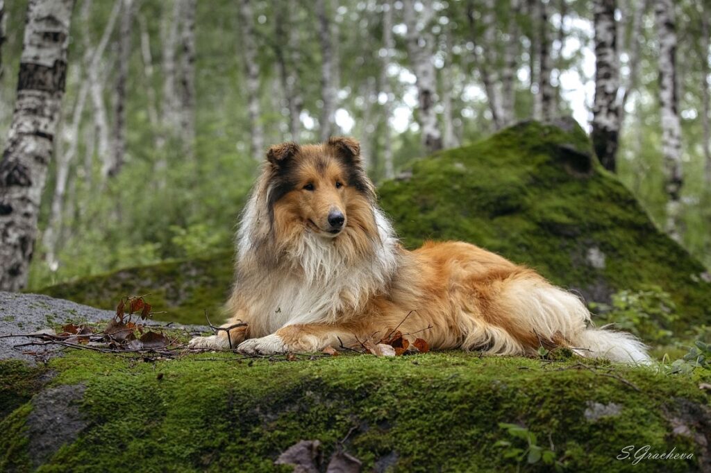 tricolor dogs
