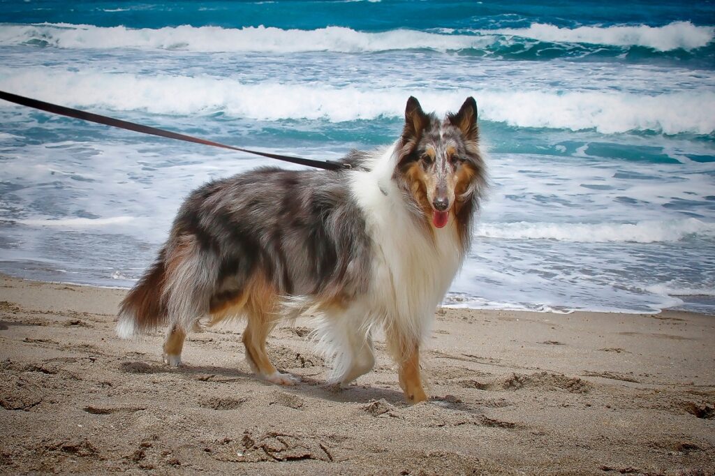 types of border collies
