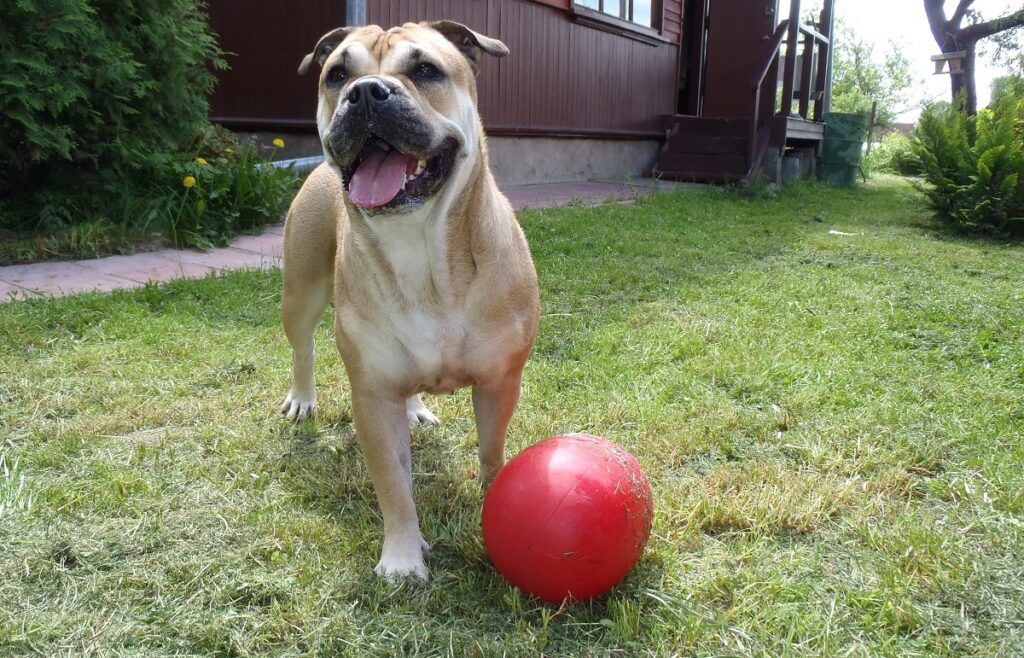 types of bulldogs
