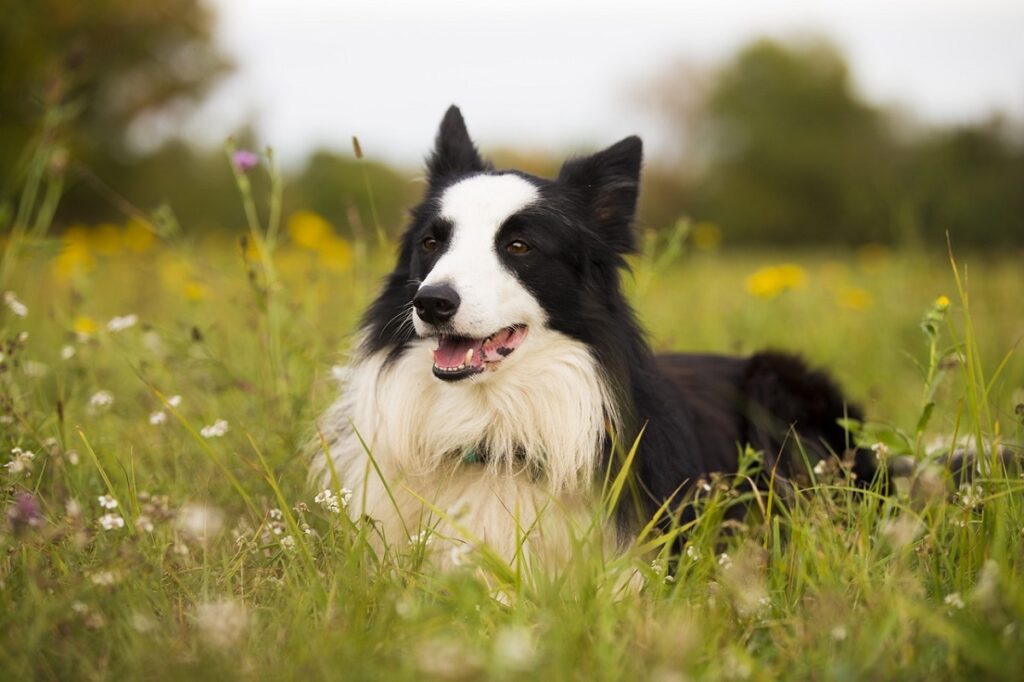 types of collies
