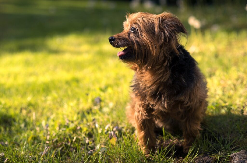 types of doodle dogs
