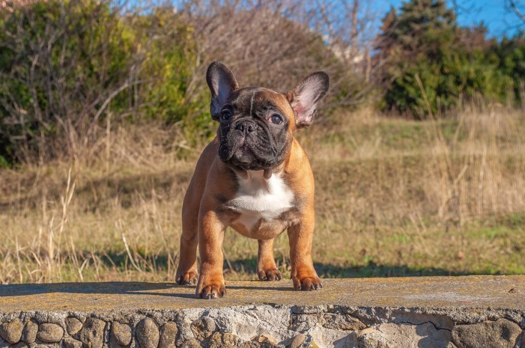 types of french bulldog