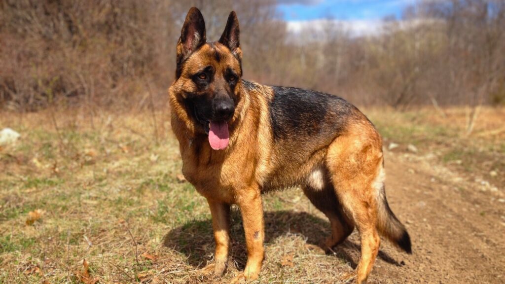 types of german shepherd dogs
