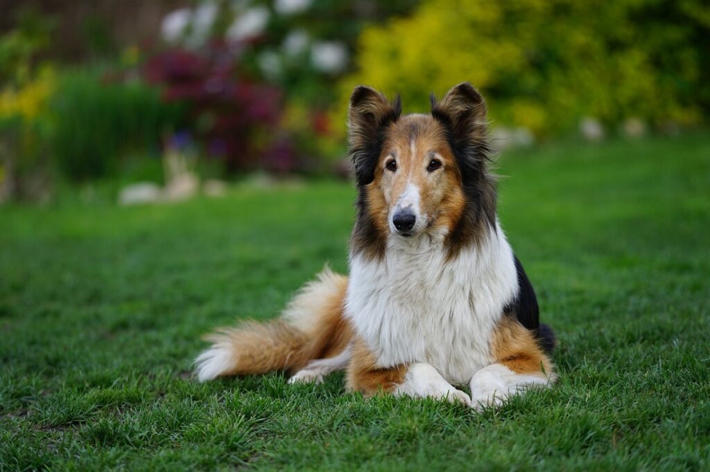 types of herding dogs
