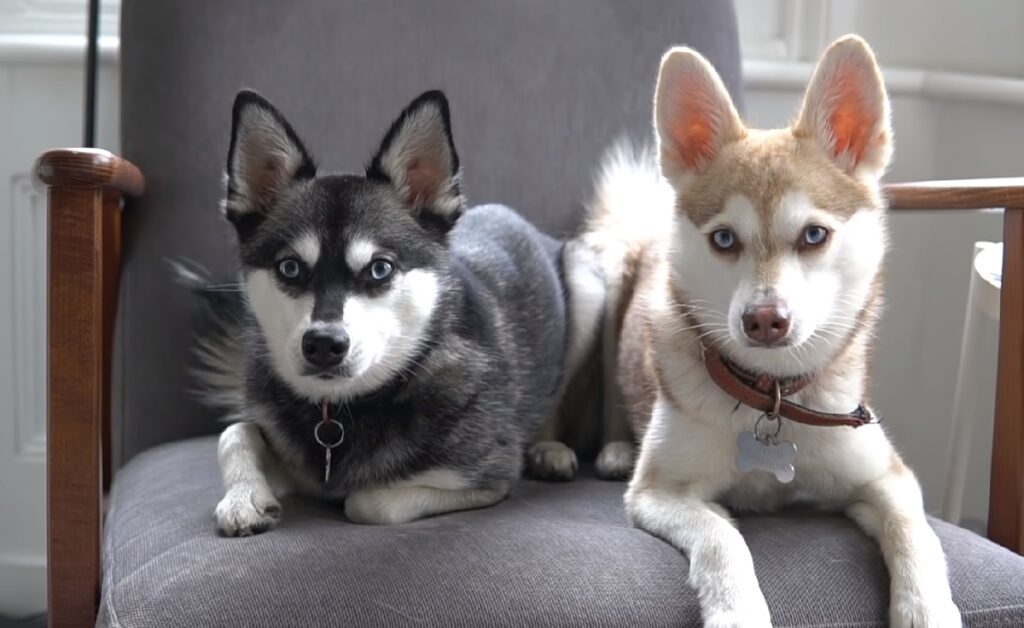 types of husky dogs
