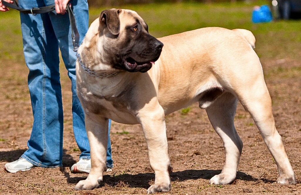 types of mastiff dogs
