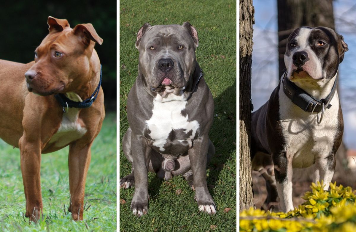 types of pitbulls