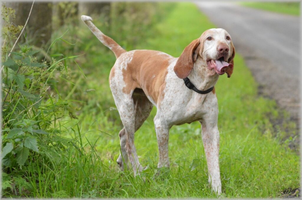 types of pointer dogs