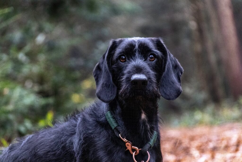 types of pointers dogs