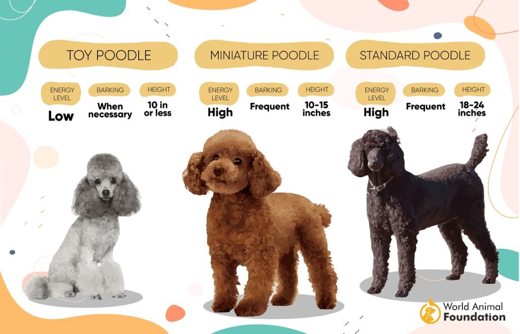 types of poodles
