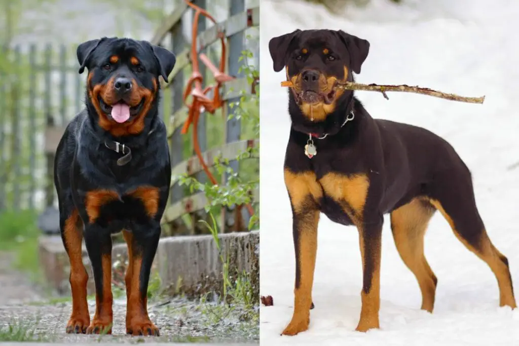 types of rottweiler