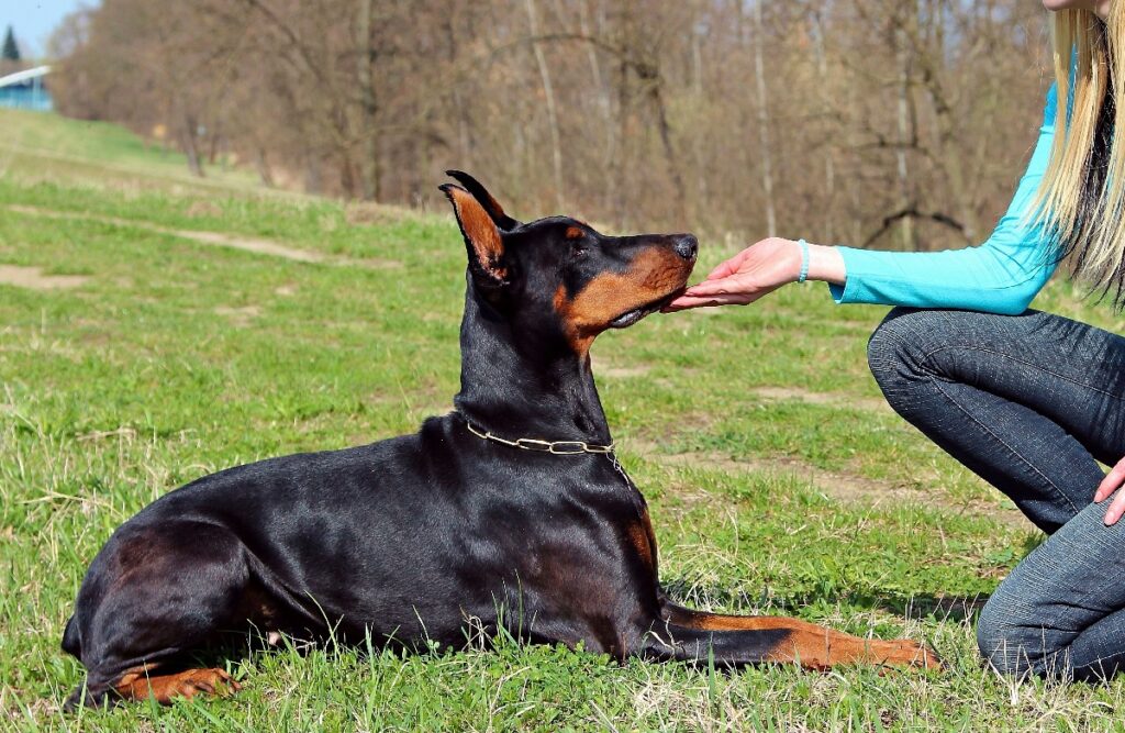 types of service dogs
