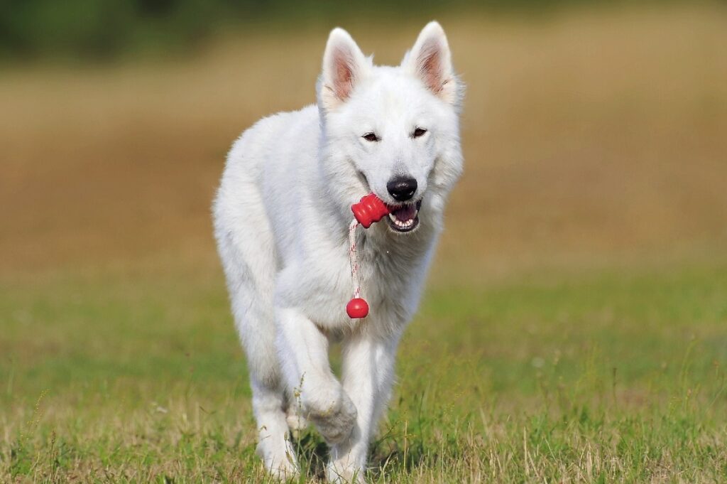 types of shepherd dogs