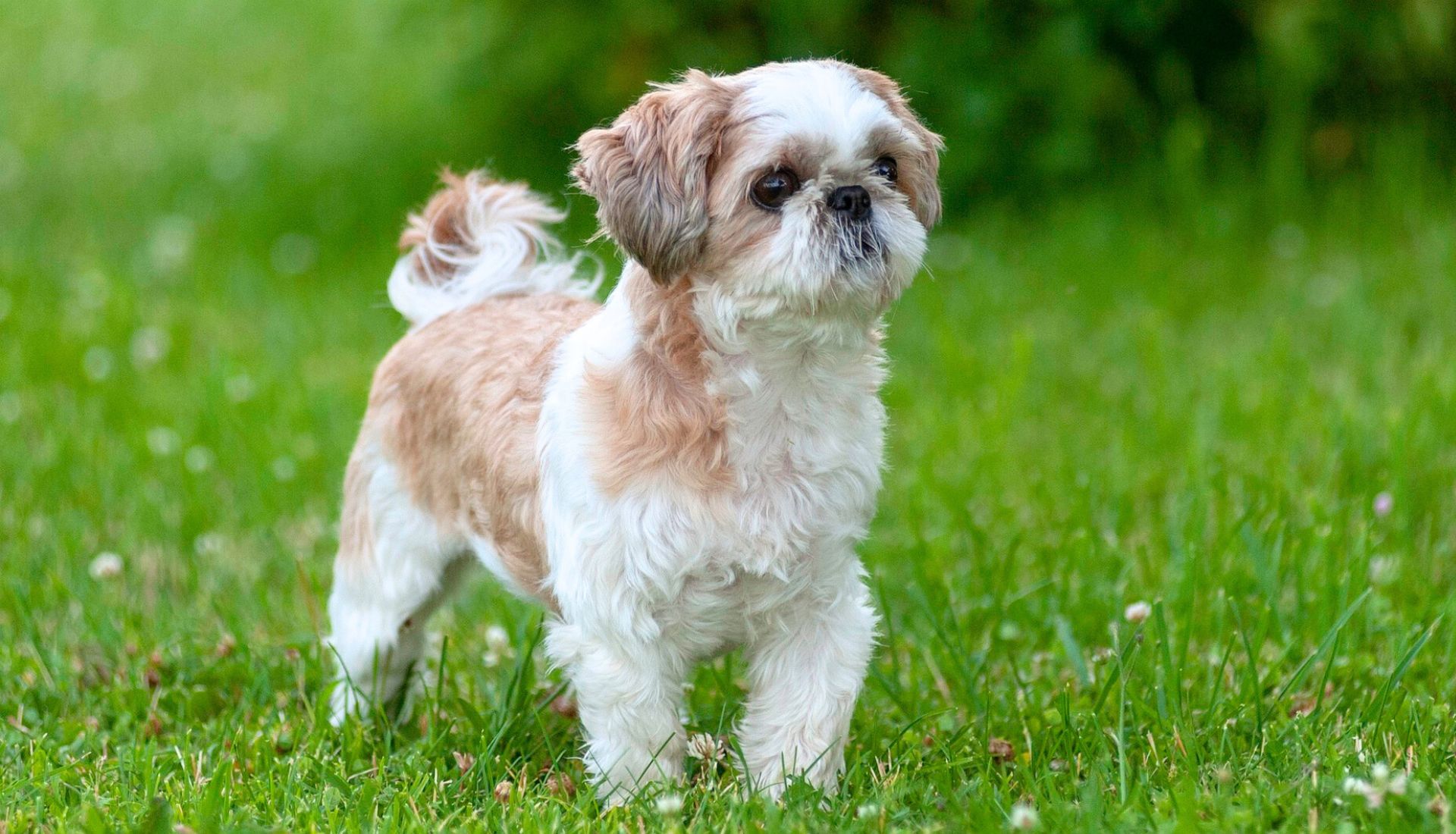 types of shih tzu