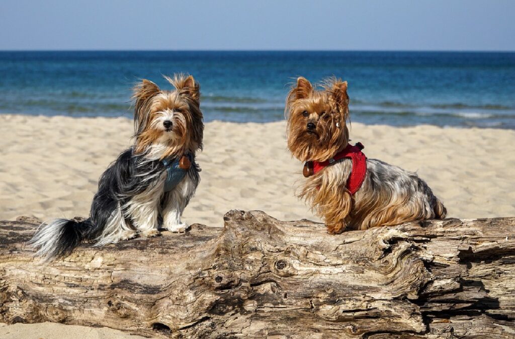 types of yorkies
