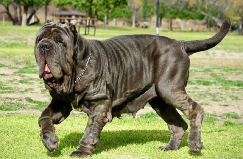 ugly dog breeds
