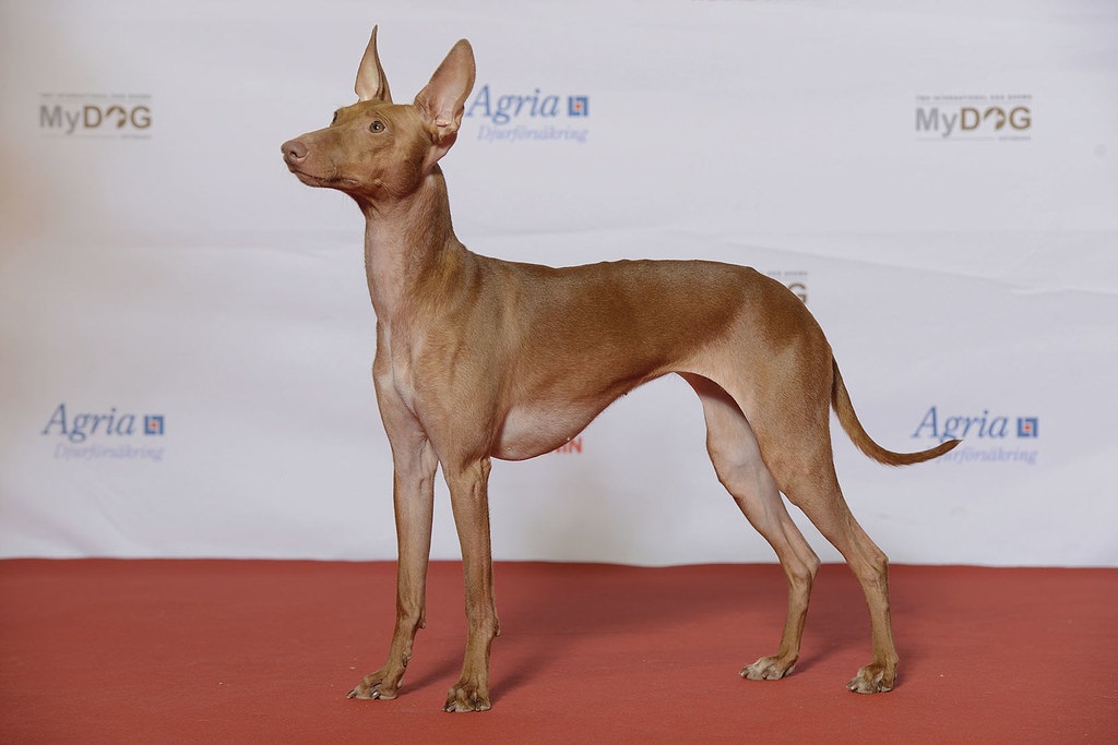 uncommon dog breeds
