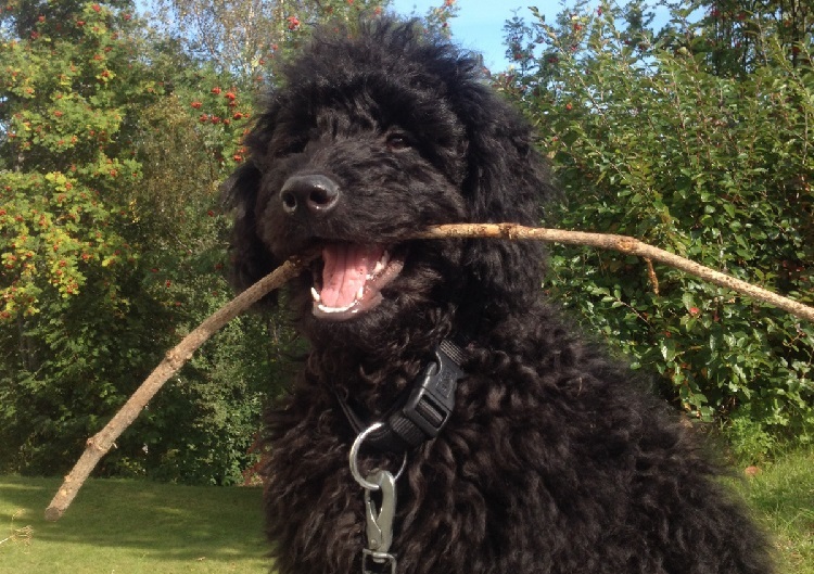 water spaniel