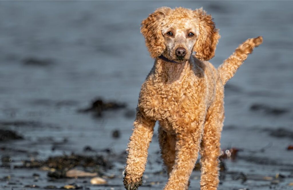 water dog breeds
