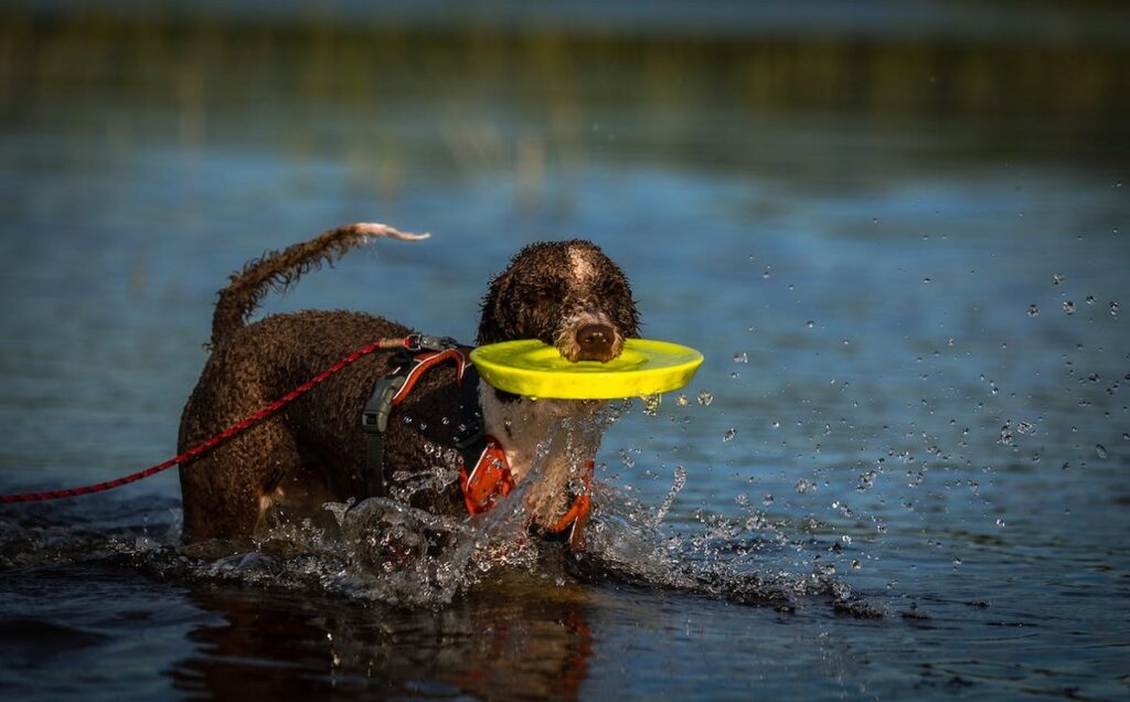 Water dogs