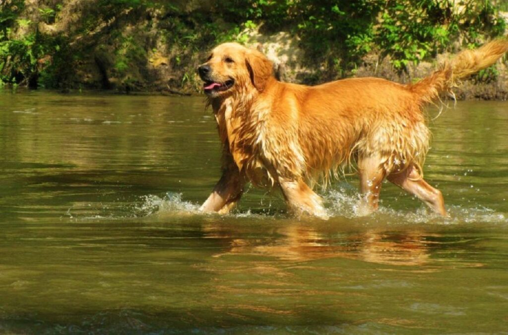 water dogs
