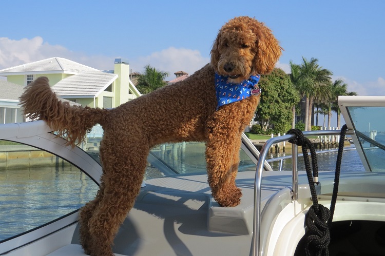 irish water spaniel