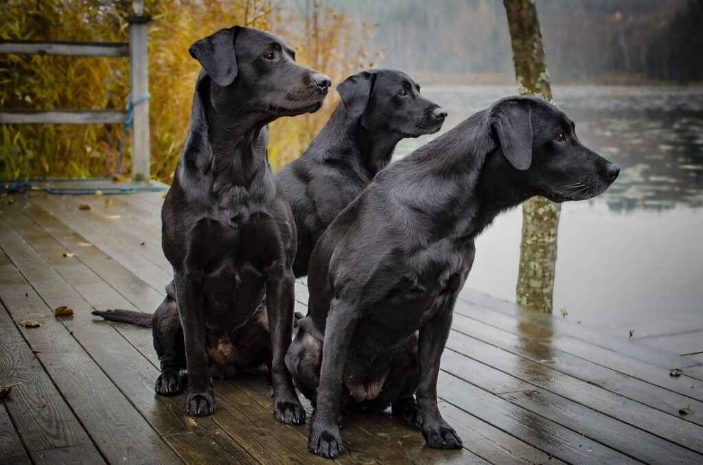 waterdog breeds
