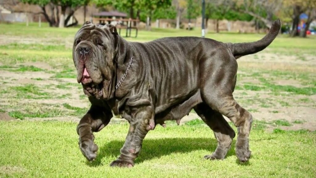 Top 15 Strange & Weird Dog Breeds That You've Never Heard Of EN Pet YOLO