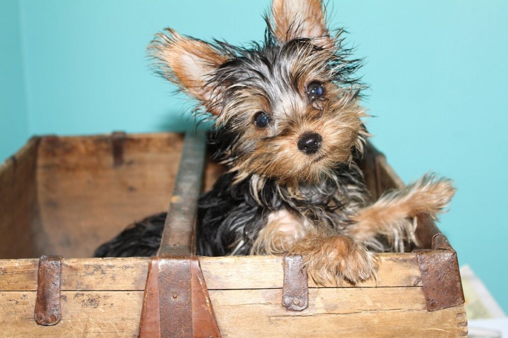 what do yorkies look like
