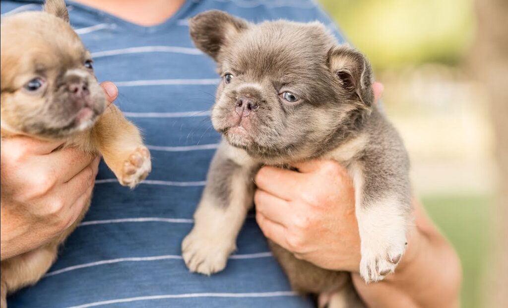 what does a french bulldog look like