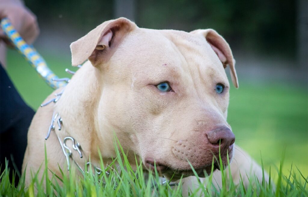 pitbull with blue eyes
