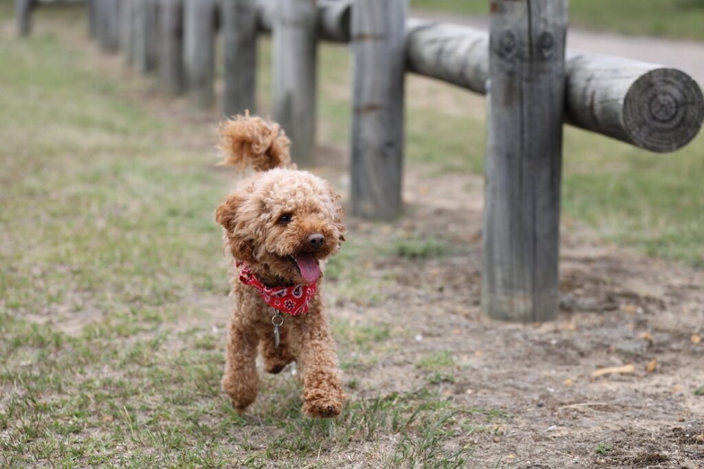 what dog has the longest lifespan
