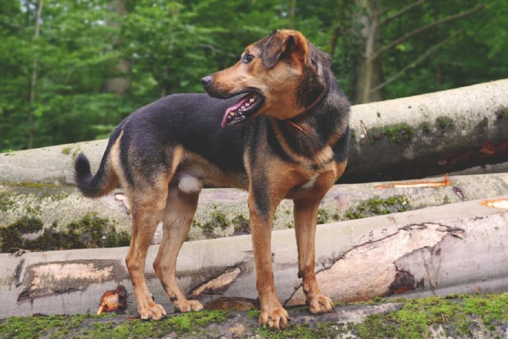 what dogs have blue tongues