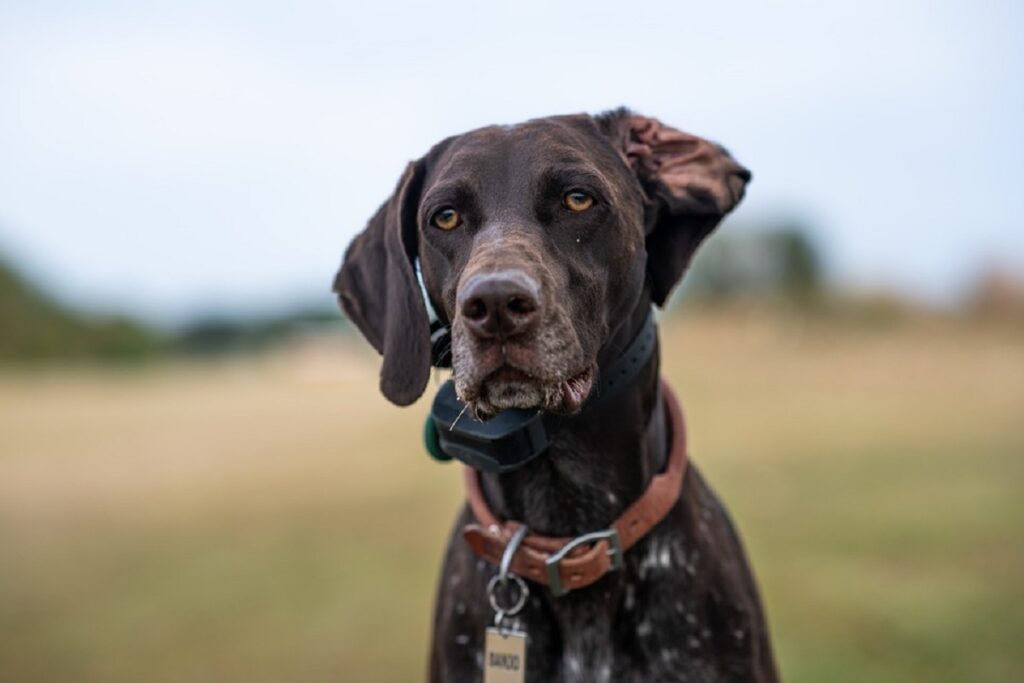 what dogs have the best sense of smell