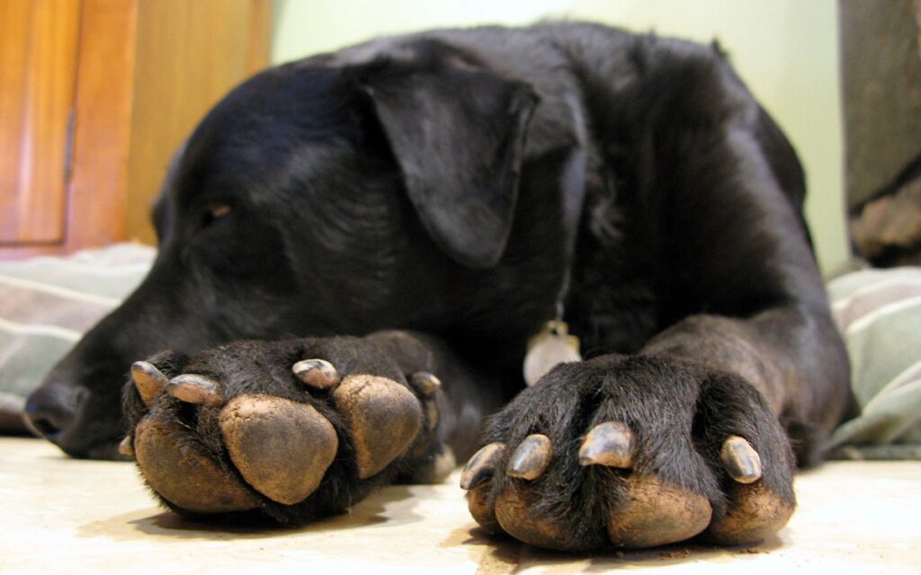 what dogs have webbed feet
