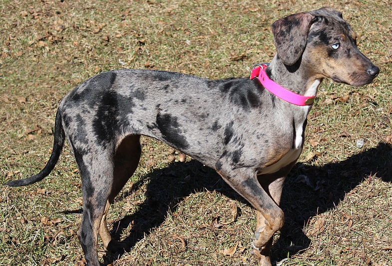 what is a blue merle dog