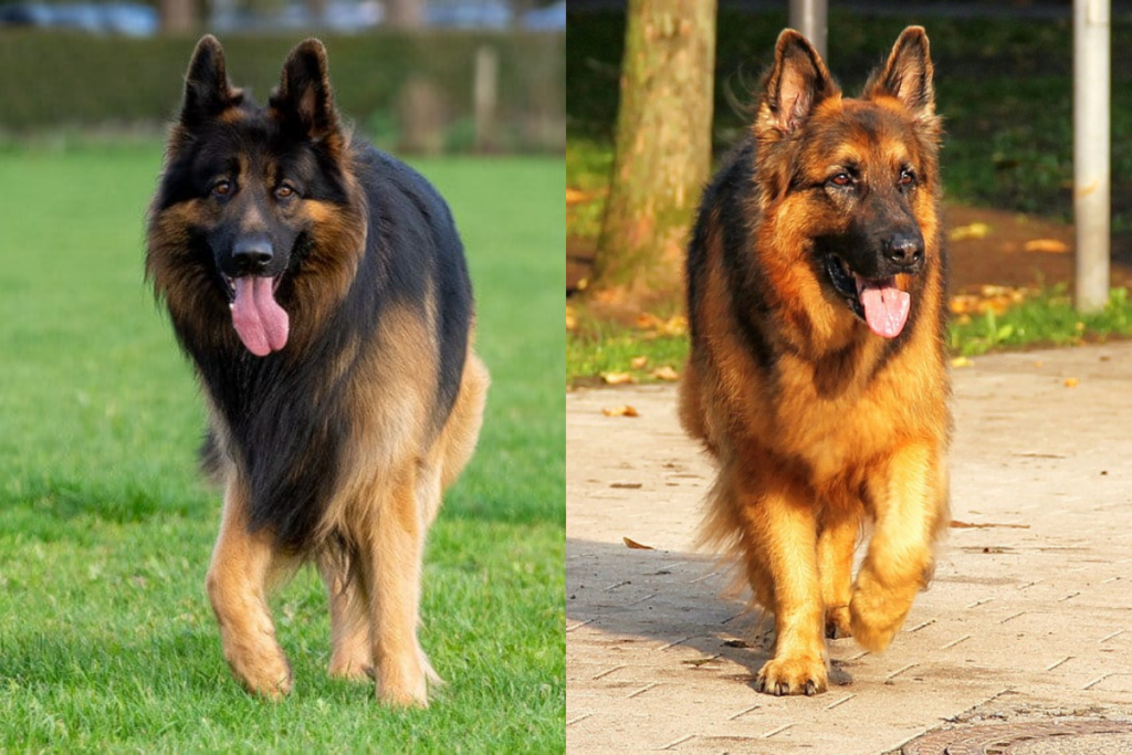 king shepherd dog
