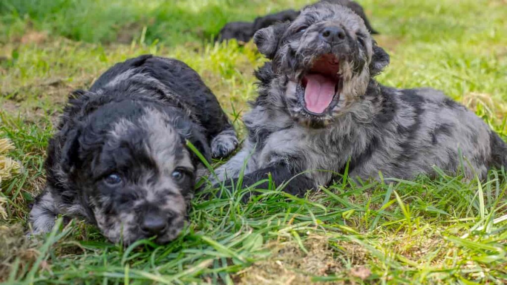 what is blue merle
