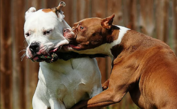 pitbull dog fight