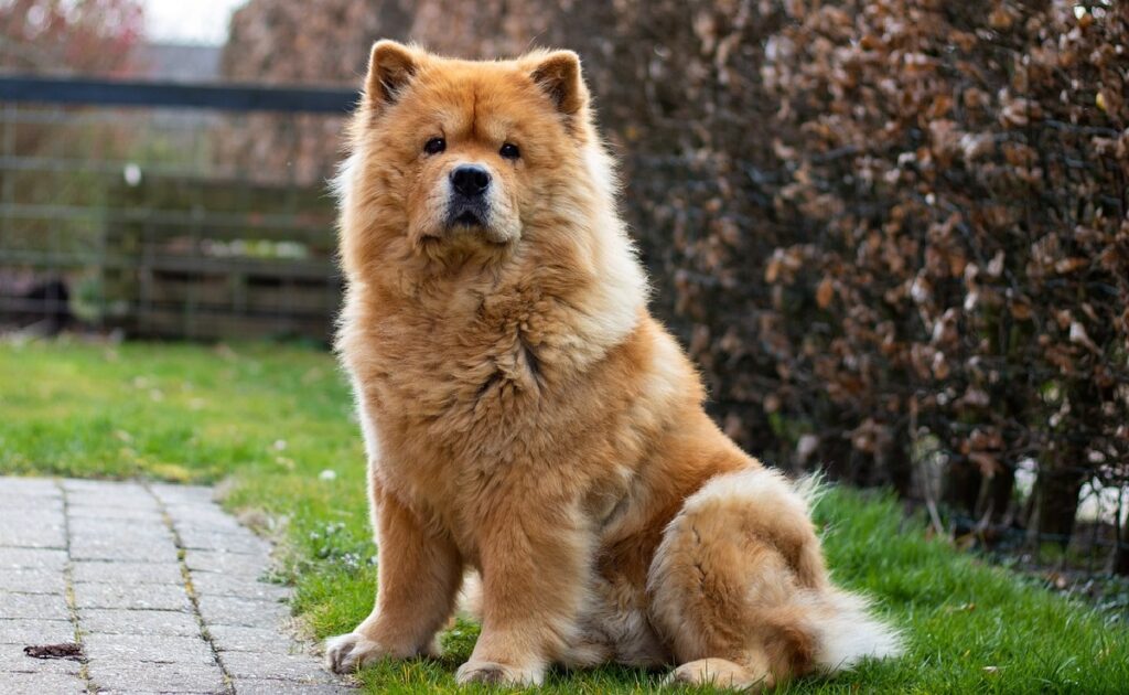 what is the oldest dog breed
