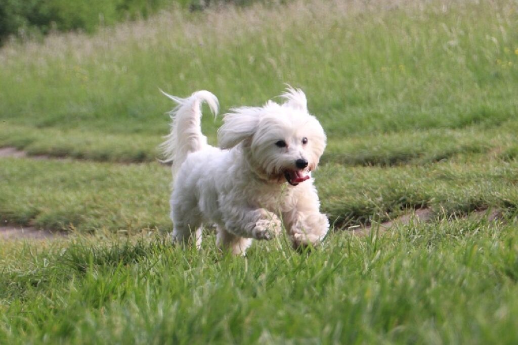 smallest toy dog breeds
