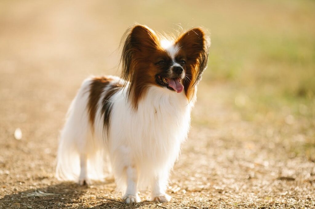 tiny dog breeds that stay small
