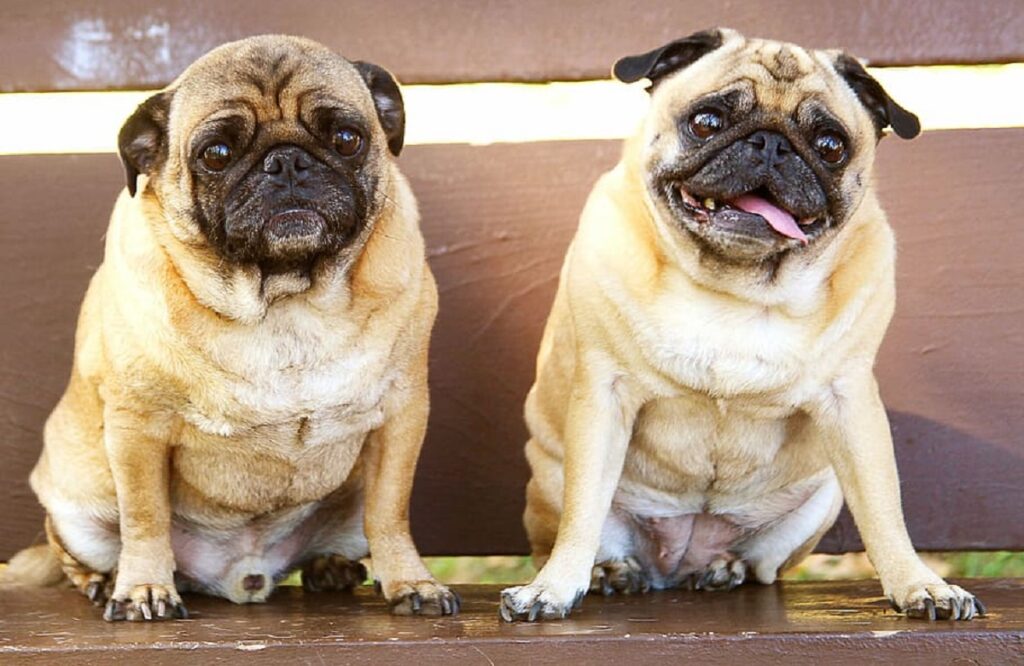 pug as ugliest dog
